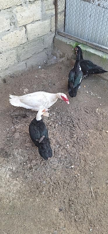 Собаки: 1 erkək 3 dişi ördək satılır qiymət 100azn razılaşmaq olar ünvan — 4