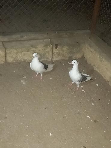 Quşlar: Salam 2 ədədi 25 manata çəplər — 5