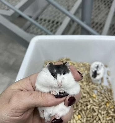gemiriciler: Cücə xomyaklar – ağ-qara ləkəli rəng - Növ: Cırtdan — 3