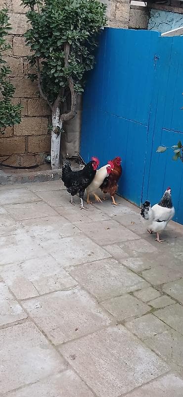 Hinduşkalar: Satılır: ev quşları – xoruz və toyuqlar dəsti Məhsul təsviri: - — 1