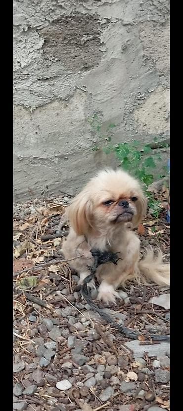 Pekines lalafo.az -da Pekines