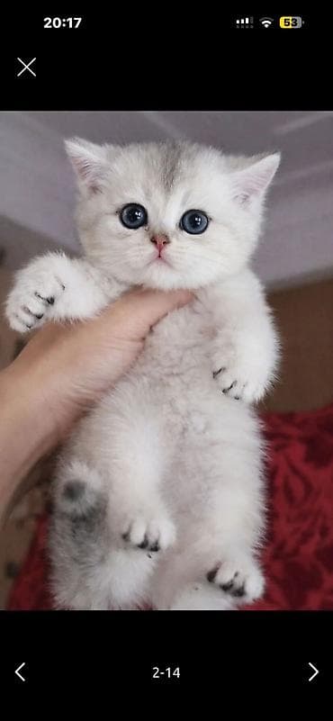 rakun: Britan, Erkək, Dişi, Ünvandan götürmə, Pulsuz çatdırılma, Ödənişli çatdırılma — 4