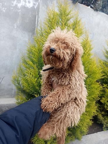 Pudel, 7 ay, Dişi, Peyvəndli, Ünvandan götürmə — 5