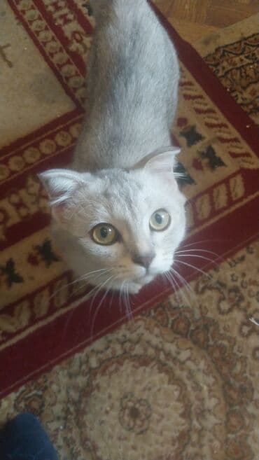 вислоухие коты серые: Шотладская вислоухая — 4