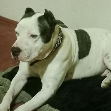 ağ siçan: Amerikan buldoqu, Erkek, Peyvəndli — 10