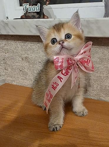 Quşlar: Britan, Dişi — 3