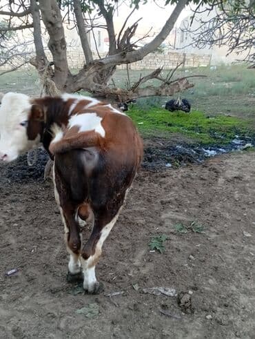 dovşan satışı: Dana, buzov, Erkək, Simental, ay: 1, 220 kq, Damazlıq — 4