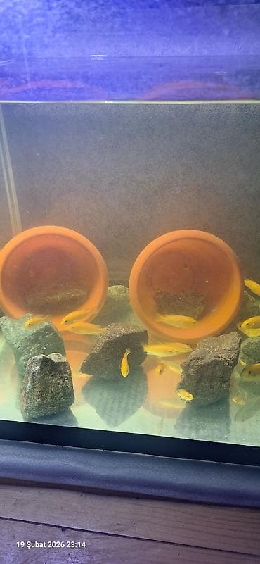 Pişiklər: Cixlid balığı, Yırtıcı, Pulsuz çatdırılma — 8