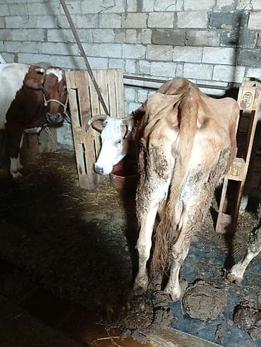 depo gold instagram: Satılır: inək Xüsusiyyətlər: - Süd istiqamətli yerli cins (qarışıq — 6