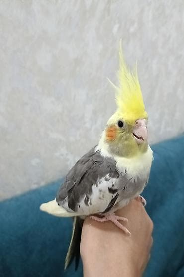 quş: Ələ öyrəşmiş tam sağlam,3 aylıq baladır — 8