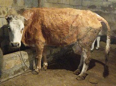 inek quba: Salam ətlik maldılar 4500 südə verilər 4 5 6 7 litir qiymət 3 Çinə — 6