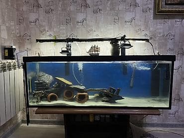 zavod akvarium: Прямоугольный аквариум, Вместе с рыбами, 200 л — 2