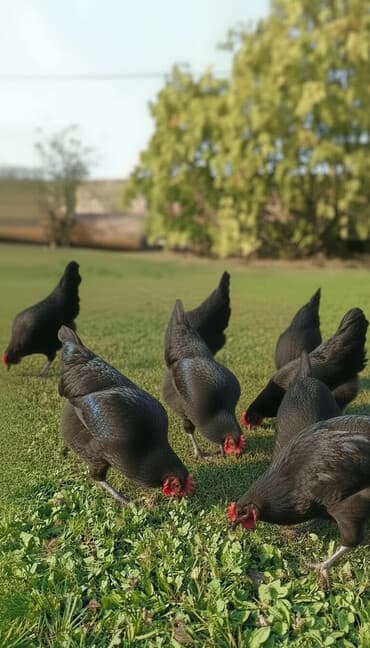 hind quşu baximi: Toyuq, Damazlıq — 2