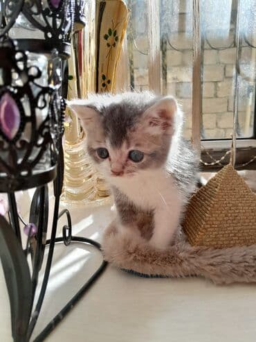 Akvariumlar: Şotland — 1