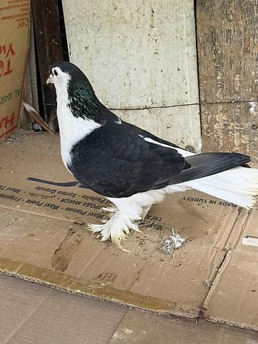 heyvanlar quslar: London povlinleri ve delfin erkey satilir ciddi alicilar yazsin — 2