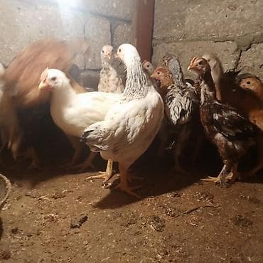 samsung c3 ekran: Samsung B200, 2 GB, rəng - Ağ, Barmaq izi — 8