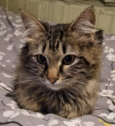 şotlant pisiyi: Sibir, Dişi, Yaxşı əllərə — 7