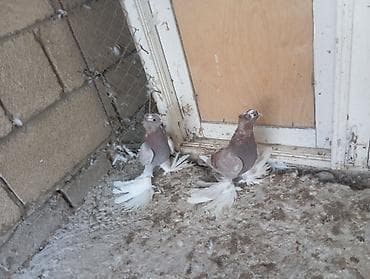 ev quşları haqqında melumat: Morlar təzə cüt düşürlər iri lələkli kəvən quşlardır cütü 30m — 1