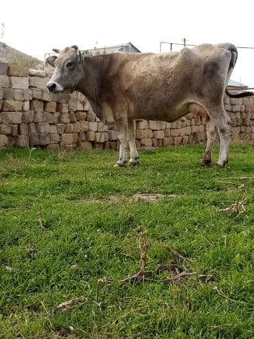 inek fermasi: Salam südverən İNƏK. 6.7 LİTİR SÜD VERİR YAĞLI SÜDÜ VAR DİŞlİ CAVAN — 5