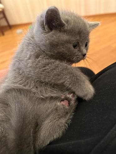 balaca itlər: Britan — 10