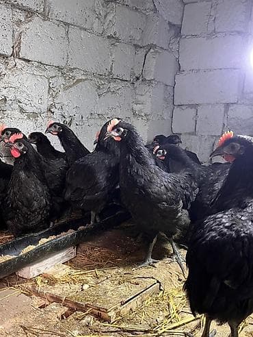 cuce satışı: Avstralorp xoruzları satılır. 70 günlük, aktiv və sağlam quşlardır — 8