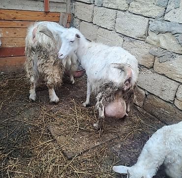 saanen kecileri: Sanen keçiləri 1dişi 1 erkək 2 bala (biri dişi biri erkək bala) dişi — 4