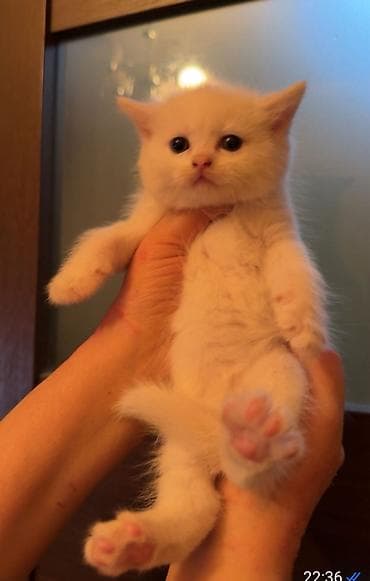 ağ pişik balası: Şotland — 6