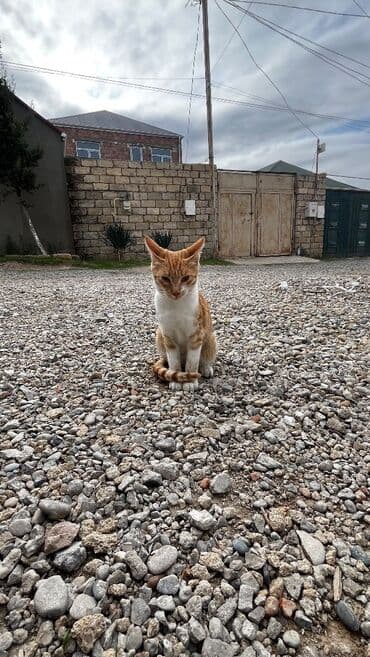 pişiyə verilən adlar: Şinşilla, Erkək — 5