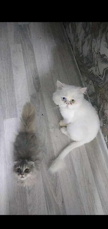 собака отдам в хорошие руки: Şotland, Erkək, Yaxşı əllərə, Ünvandan götürmə — 2