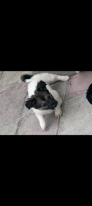 rus it adları: Zvonok, 3 ay, Dişi, Ünvandan götürmə — 4