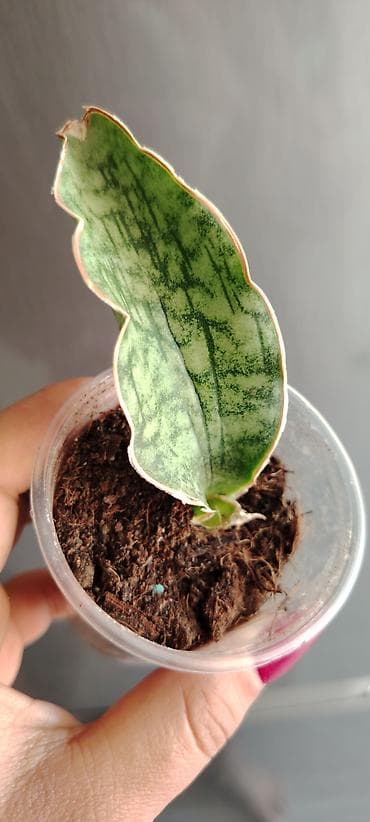 dipcek qablari: Sanveria kirki silver blue Sansevieria “Whale Fin” (Masoniana) — 1