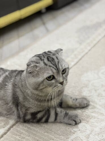 Proton: Шотландская, Для вязки — 4