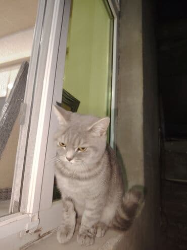 böyüməyən pişik: British Shorthair satilir — 6