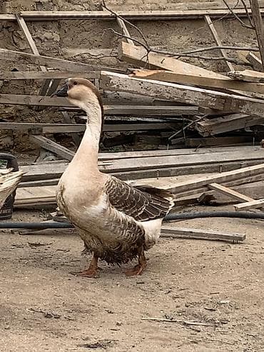 Dişi, Yumurtalıq, Ünvandan götürmə