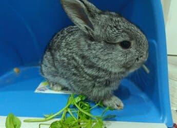 kaliforniya dovşanı: Dovsan balalari satilir — 11