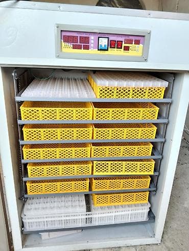 Аренда оборудования: 1500 яиц, Полностью автоматическая — 1