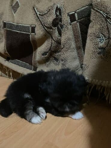 pekines itləri: Pekines — 3