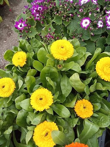 Bağ və balkon üçün dekorativ gül kolları – müxtəlif növlər Məhsul lalafo.az -da Bağ və balkon üçün dekorativ gül kolları – müxtəlif növlər Məhsul