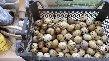 ev yumurtası: Məhsul: Bildircin yumurtaları Təsvir: - Təbii rəngli, ləkəli qabıqlı — 1