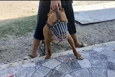 ev heyvanlarının satışı: Pitbul, 1 il, Erkek, Peyvəndli, Ünvandan götürmə, Ödənişli çatdırılma — 6
