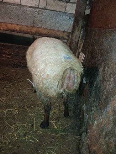 Tofas: Məhsul: Qoyun (dişi) Təsvir: - Şəkillərdə tövlədə saxlanılan, qalın — 2