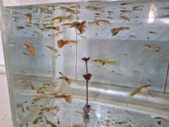 bit əleyhinə: Quppi, Sülhsevər, Ünvandan götürmə — 2