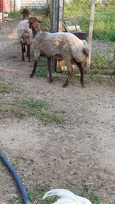 qaz balasi satisi: Tam sağlam qurbanlığ və ya damazlığ qoclardı bir il 8aylığ,diri çəki — 2