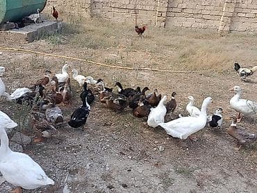 ordek balası: Xarkov qışqıran ördəklər.Hər qiymətə var.unvan Binəqədi kendi.Whatsapp — 3