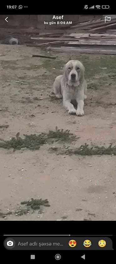 ev heyvanlar: Alman çoban iti, 1 il, Dişi — 3