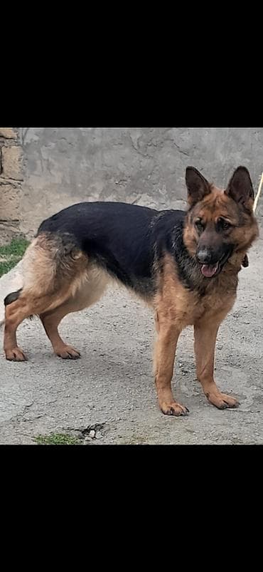 coban it: Alman çoban iti, 1 il, Dişi, Peyvəndli, Ünvandan götürmə — 2