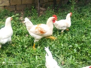 cucə yem qabı: Toyuq cücələri, Damazlıq, Ünvandan götürmə, Pulsuz çatdırılma, Ödənişli çatdırılma — 3