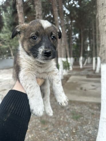 tuklu itler qiymeti: Məhsul: Balaca it balaları zvanoq Təsvir: - Şəkillərdə müxtəlif — 3