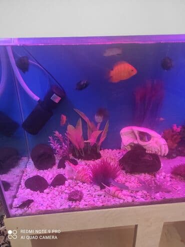 SİM-kartlar: Dördbucaq akvarium, 350 l, Ünvandan götürmə, Ödənişli çatdırılma — 3