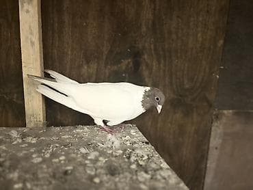 Ev göyərçinləri satılır – müxtəlif rəng və naxışlarda Məhsul — 5